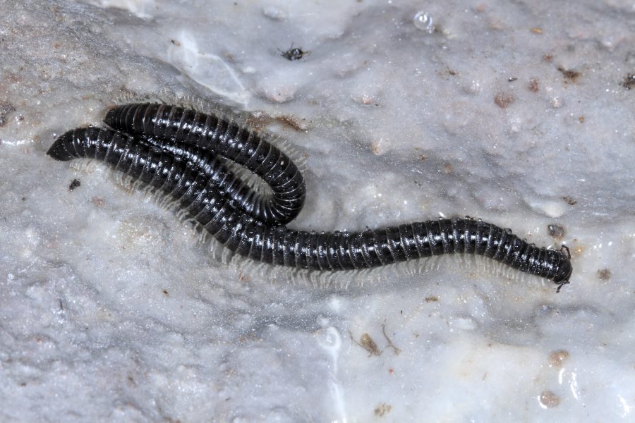 White-legged Snake Millipede - Cave Animal of the Year 2018