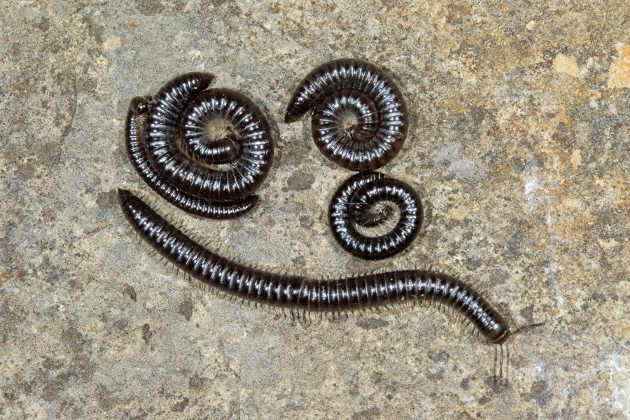 White-legged Snake Millipede - Cave Animal of the Year 2018