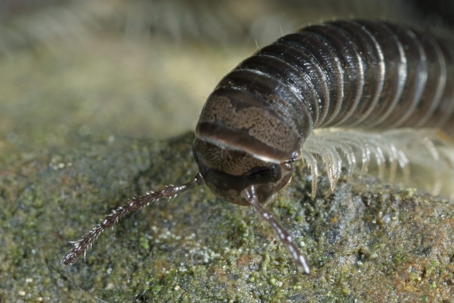 White-legged Snake Millipede - Cave Animal of the Year 2018