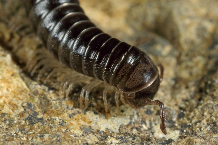 White-legged Snake Millipede - Cave Animal of the Year 2018