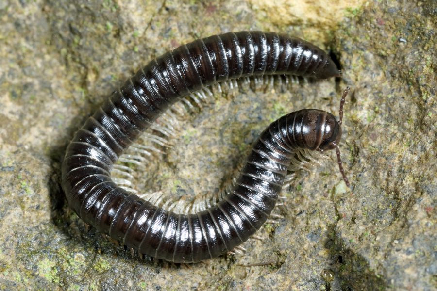 White-legged Snake Millipede - Cave Animal of the Year 2018