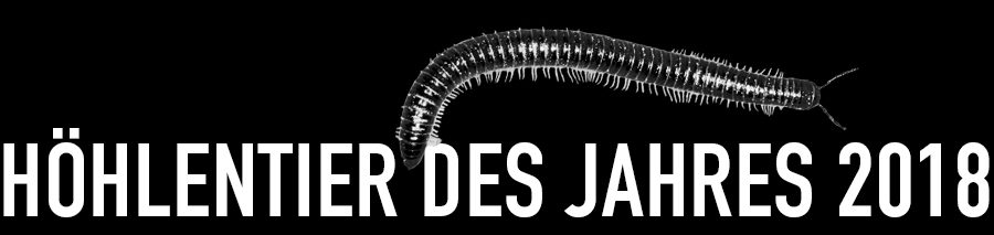 Schwarzer Schnurfüßer - Höhlentier des Jahres 2018 - Header
