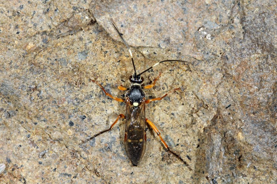 Vierfleck-Höhlenschlupfwespe - Höhlentier des Jahres 2017 - Weibchen der Vierfleck-Höhlenschlupfwespe