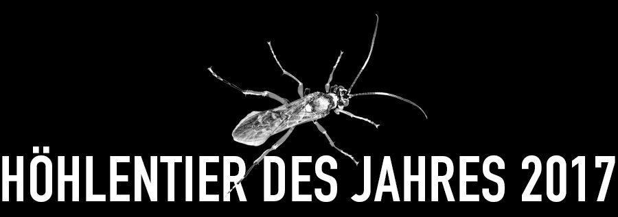 Vierfleck-Höhlenschlupfwespe - Höhlentier des Jahres 2017 - Header