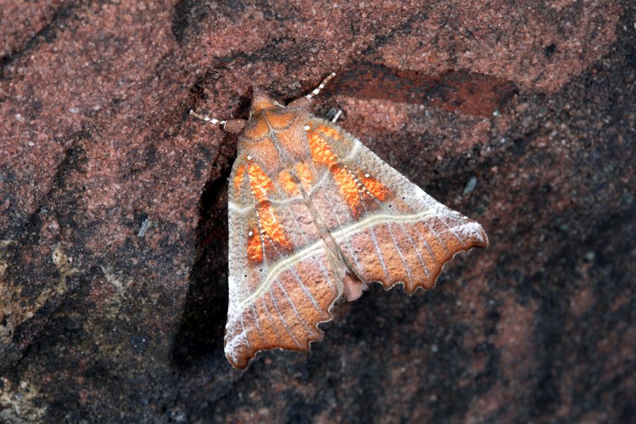 <strong>Herald Moth - Cave Animal of the Year 2010</strong>
