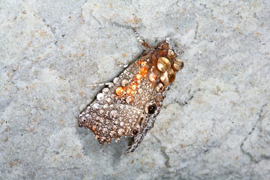 <strong>Herald Moth - Cave Animal of the Year 2010</strong>