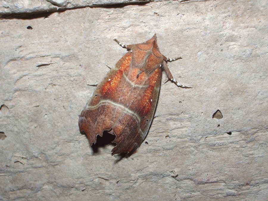 <strong>Herald Moth - Cave Animal of the Year 2010</strong>