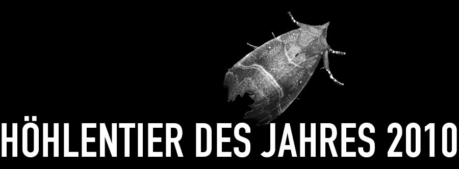 Zackeneule - Höhlentier des Jahres 2010 - Header
