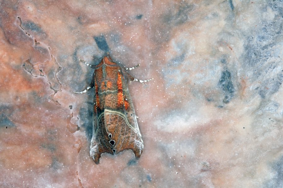 <strong>Herald Moth - Cave Animal of the Year 2010</strong>