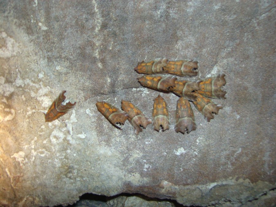 <strong>Herald Moth - Cave Animal of the Year 2010</strong> - Overwintering community of the Herald Moth