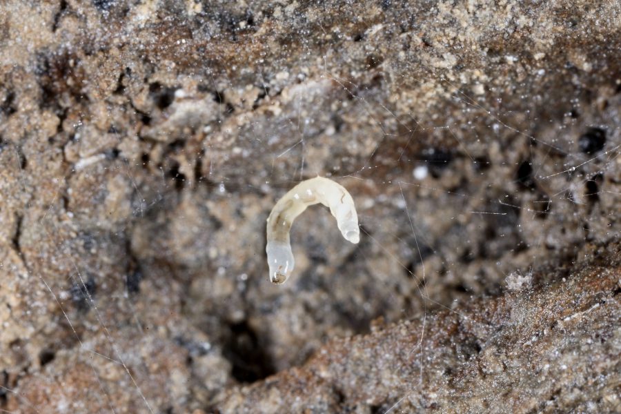 Höhlenpilzmücke - Höhlentier des Jahres 2013 - Larve der Höhlenpilzmücke bei der Verpuppung