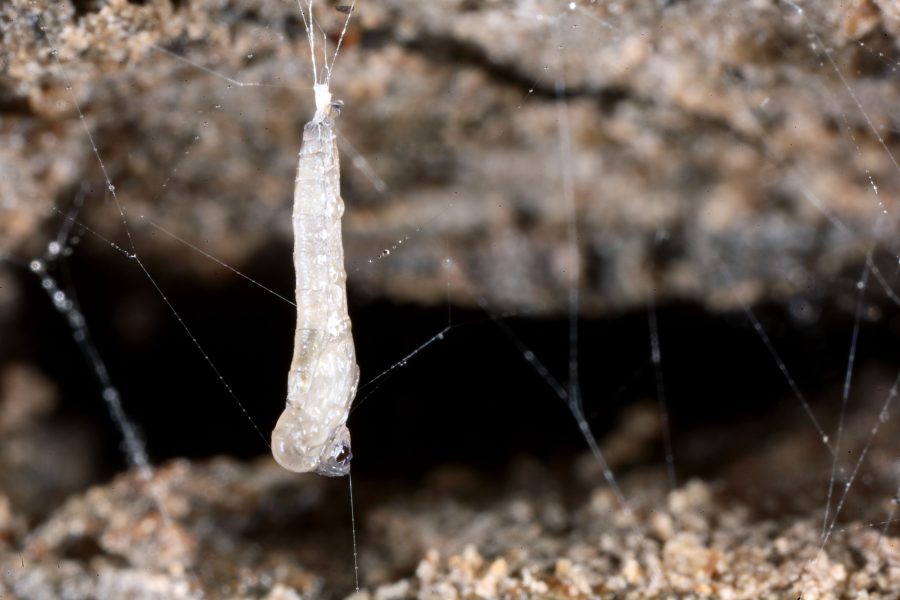 Höhlenpilzmücke - Höhlentier des Jahres 2013 - Puppe der Höhlenpilzmücke