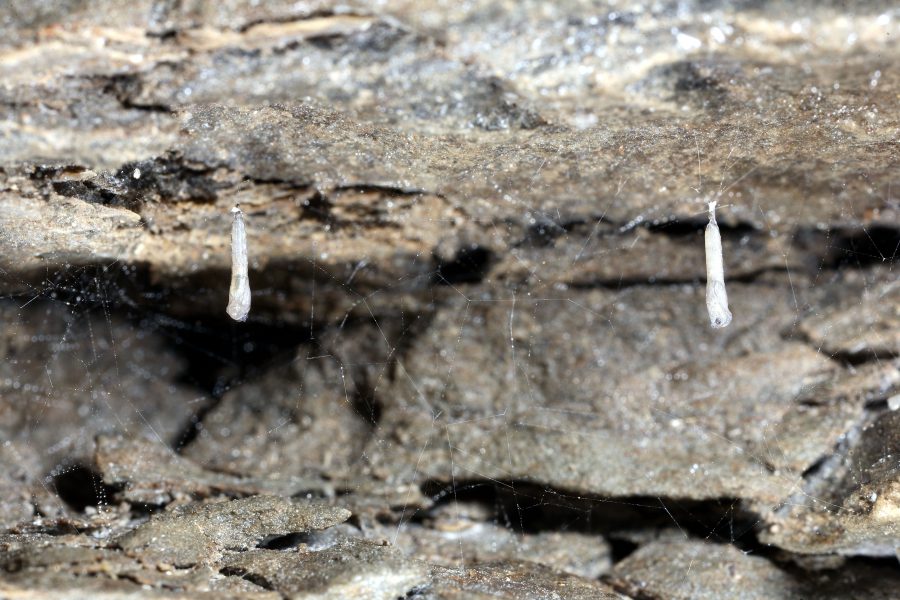 Höhlenpilzmücke - Höhlentier des Jahres 2013 - Puppen der Höhlenpilzmücke