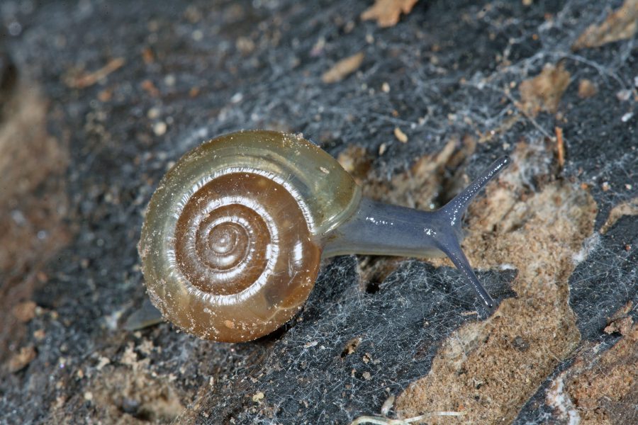 Keller-Glanzschnecke - Höhlentier des Jahres 2015