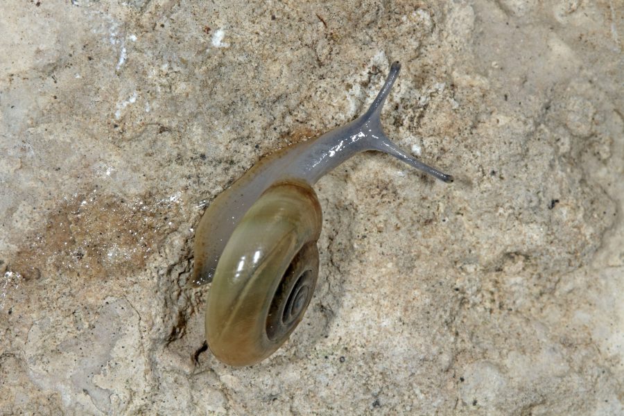 Cellar Glass-snail - Cave Animal of the Year 2015