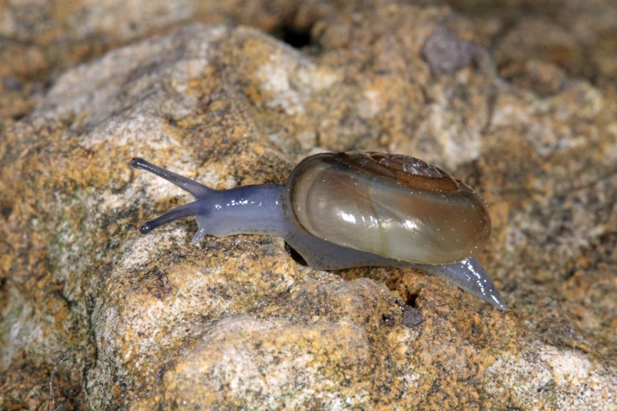 Keller-Glanzschnecke - Höhlentier des Jahres 2015