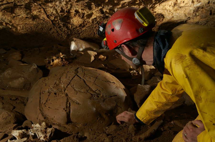 Biospeleology in Germany