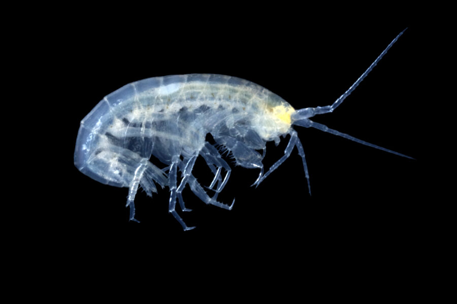 Höhlen-Zwergflohkrebs - Höhlentier des Jahres 2026