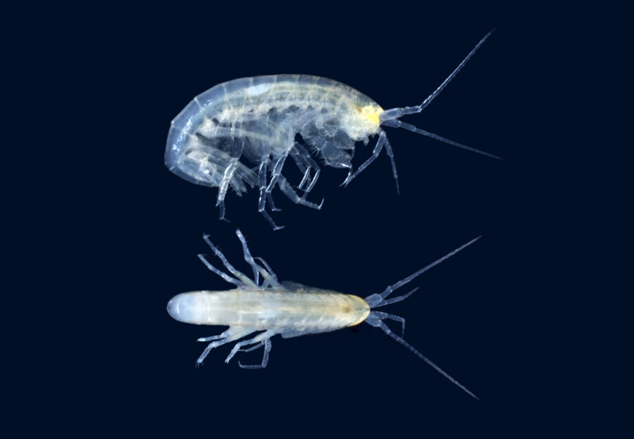 Höhlen-Zwergflohkrebs - Höhlentier des Jahres 2026