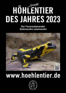 Feuersalamander - Höhlentier des Jahres 2023 - Poster