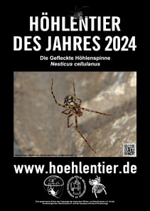 Gefleckte Höhlenspinne - Höhlentier des Jahres 2024 - Poster