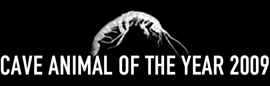 <strong>Cave Amphipod - Cave Animal of the Year 2009</strong> - Header