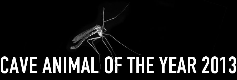 Cave Fungus Gnat - Cave Animal of the Year 2013 - Header