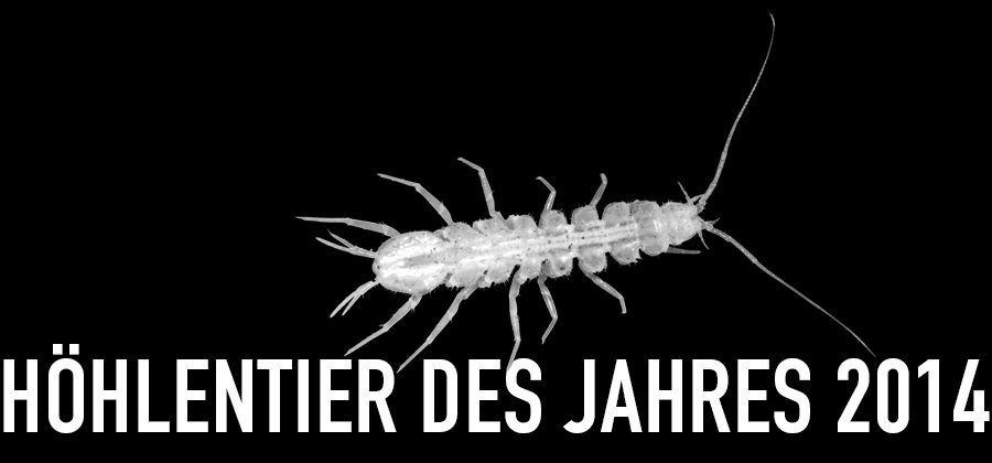 Höhlenwasserassel - Höhlentier des Jahres 2014 - Header