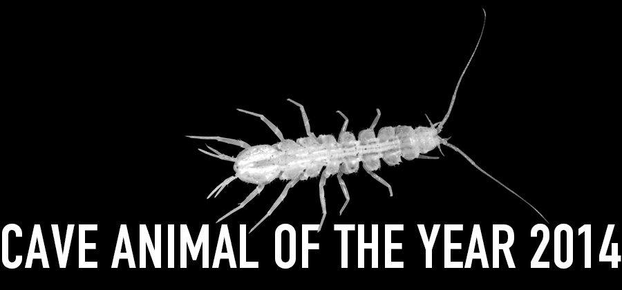Cave Aselid - Cave Animal of the Year 2014 - Header