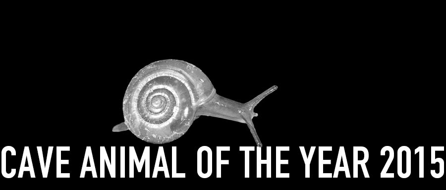 Cellar Glass-snail - Cave Animal of the Year 2015 - Header