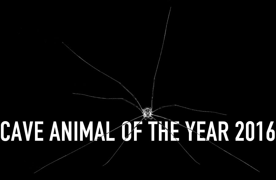 Höhlenlangbein (Cave Longleg) - Cave Animal of the Year 2016 - Header