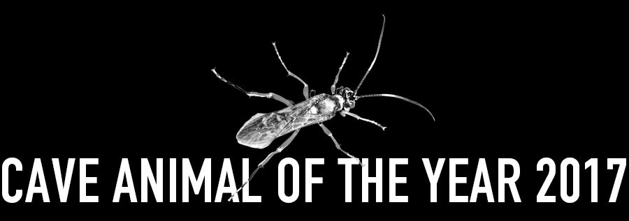 Four-spotted Cave Ichneumon Wasp - Cave Animal of the Year 2017 - Header