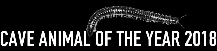 White-legged Snake Millipede - Cave Animal of the Year 2018 - Header
