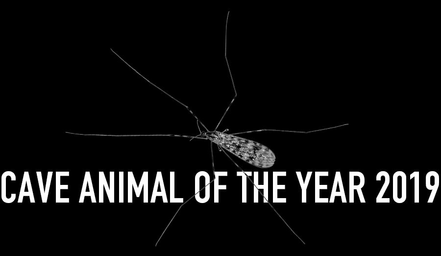 Common Cave Limoniid - Cave Animal of the Year 2019 - Header