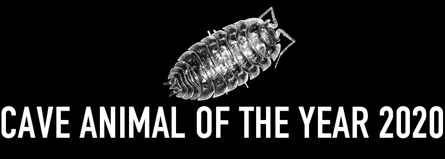 Common Woodlouse - Cave Animal of the Year 2020 - Header
