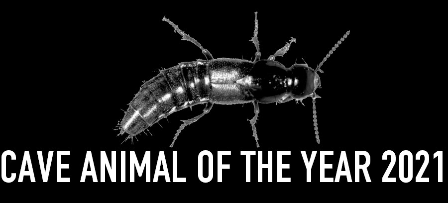 Cave Rove Beetle - Cave Animal of the Year 2021 - Header
