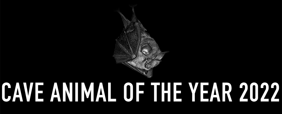 Lesser Horseshoe Bat - Cave Animal of the Year 2022 - Header