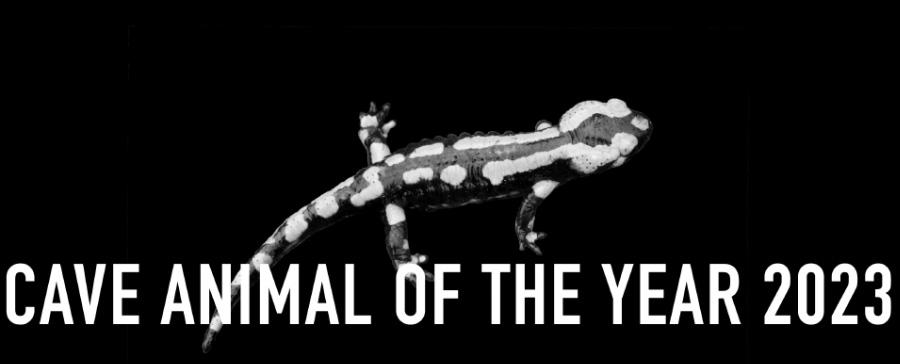 Fire Salamander - Cave Animal of the Year 2023 - Header