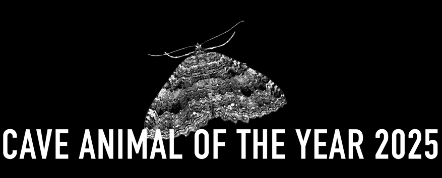 The Tissue - Cave Animal of the Year 2025 - Header