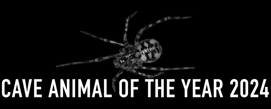 Comb-footed Cellar Spider - Cave Animal of the Year 2024 - Header