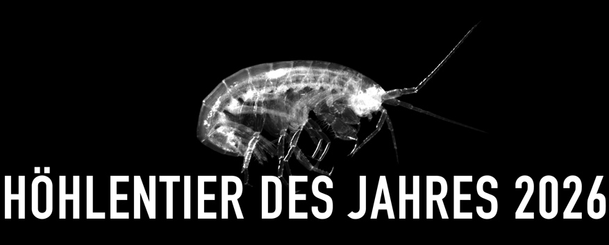 Höhlen-Zwergflohkrebs - Höhlentier des Jahres 2026 - Header