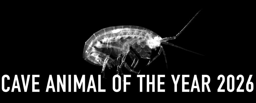 Cave Dwarf Amphipod - Cave Animal of the Year 2026 - Header