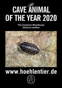 Common Woodlouse - Cave Animal of the Year 2020 - Poster
