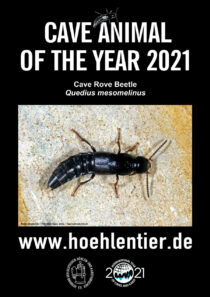Cave Rove Beetle - Cave Animal of the Year 2021 - Poster